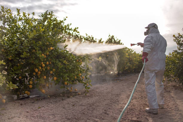 Best Pest Removal Services  in Punaluu, HI